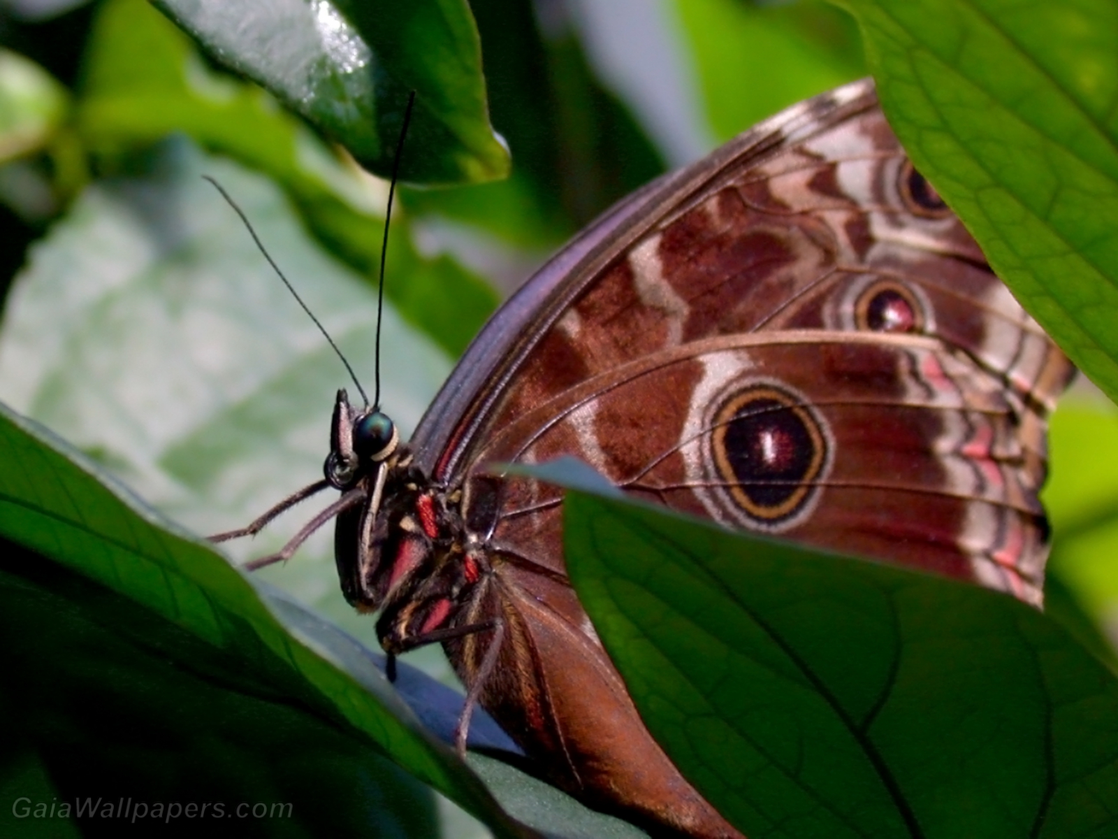 Beau papillon se cachant derrière les feuilles - Fonds d'écran gratuits