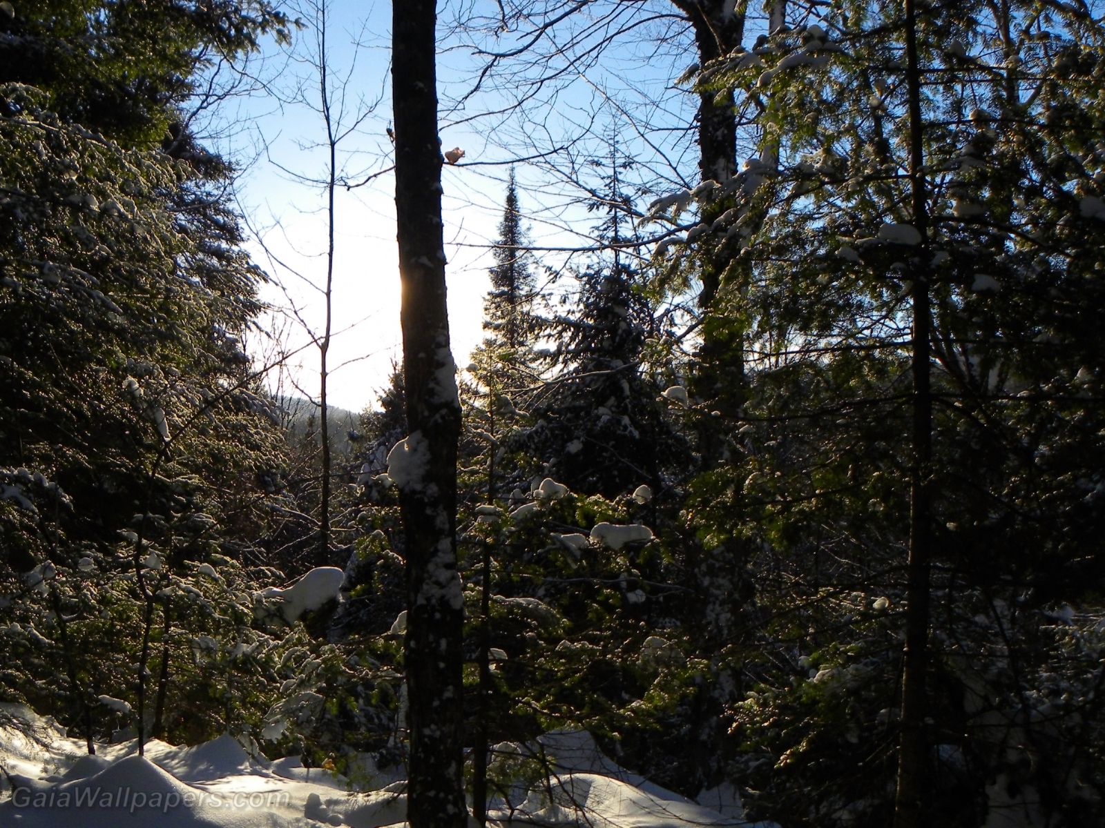 Soleil se cachant derrière la forêt laurentienne - Fonds d'écran gratuits
