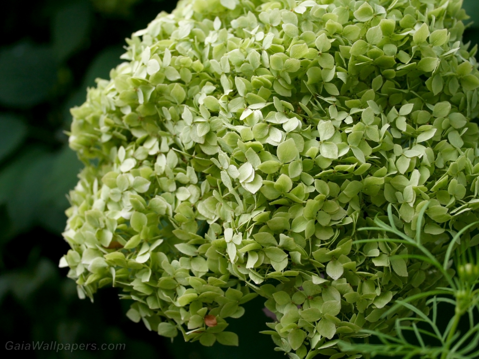 Hydrangea with a green tint - Free desktop wallpapers