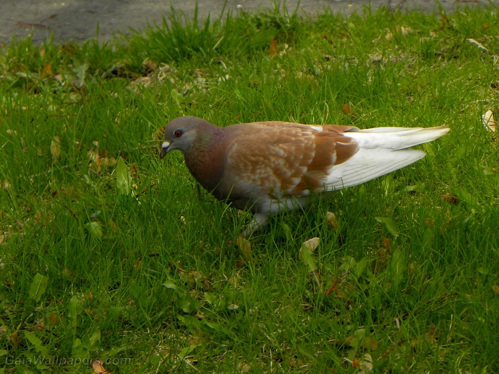 Pigeon avec une queue blanche - Fonds d'écran gratuits