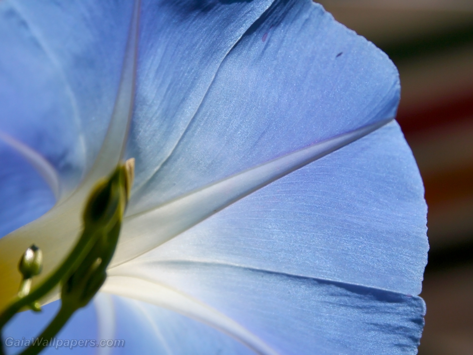 Beautiful blue flower with light passing through it - Free desktop wallpapers