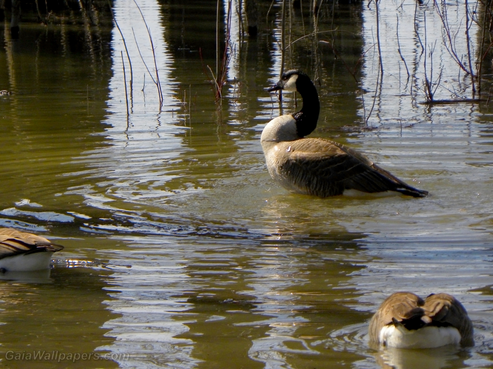 Canada Geese in shallow water - Free desktop wallpapers