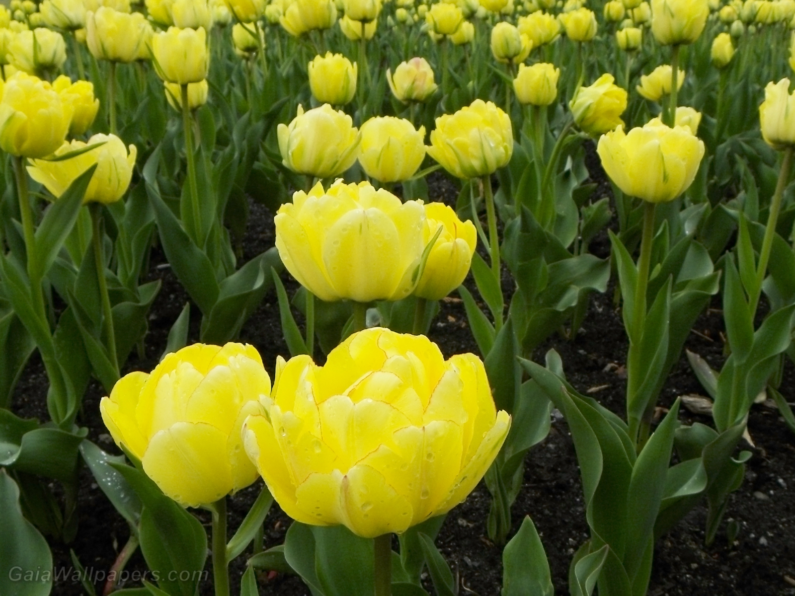 Tulipes jaunes brillantes - Fonds d'écran gratuits