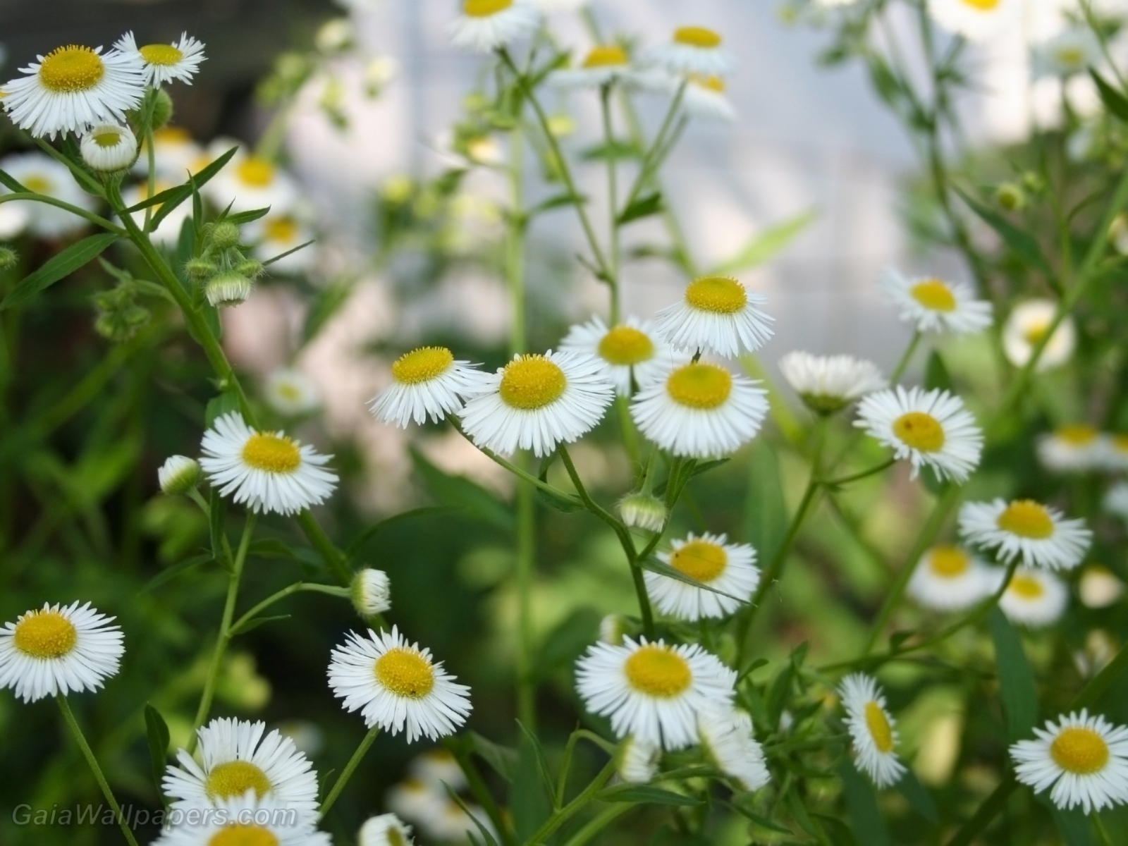 Flowers like little white suns - Free desktop wallpapers
