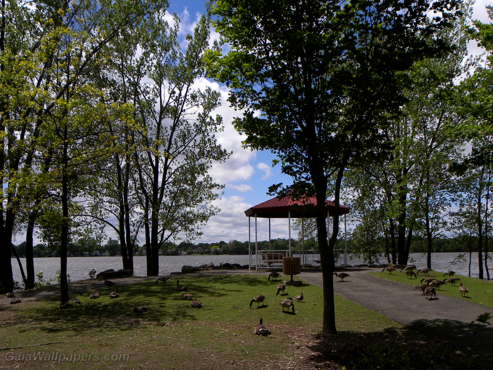 Bernaches du Canada dans un parc en bord de rivière - Fonds d'écran gratuits