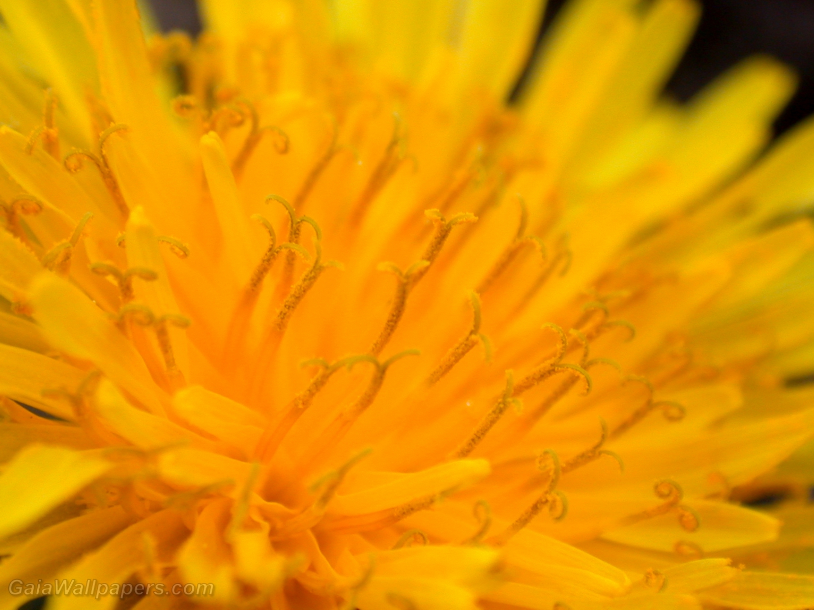 Pollen dans un pissenlit - Fonds d'écran gratuits