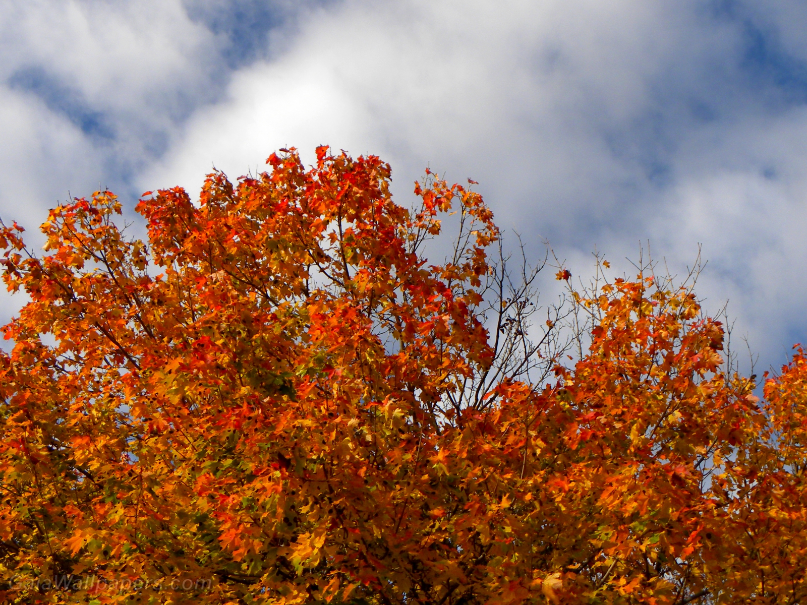 Intense autumn colors - Free desktop wallpapers