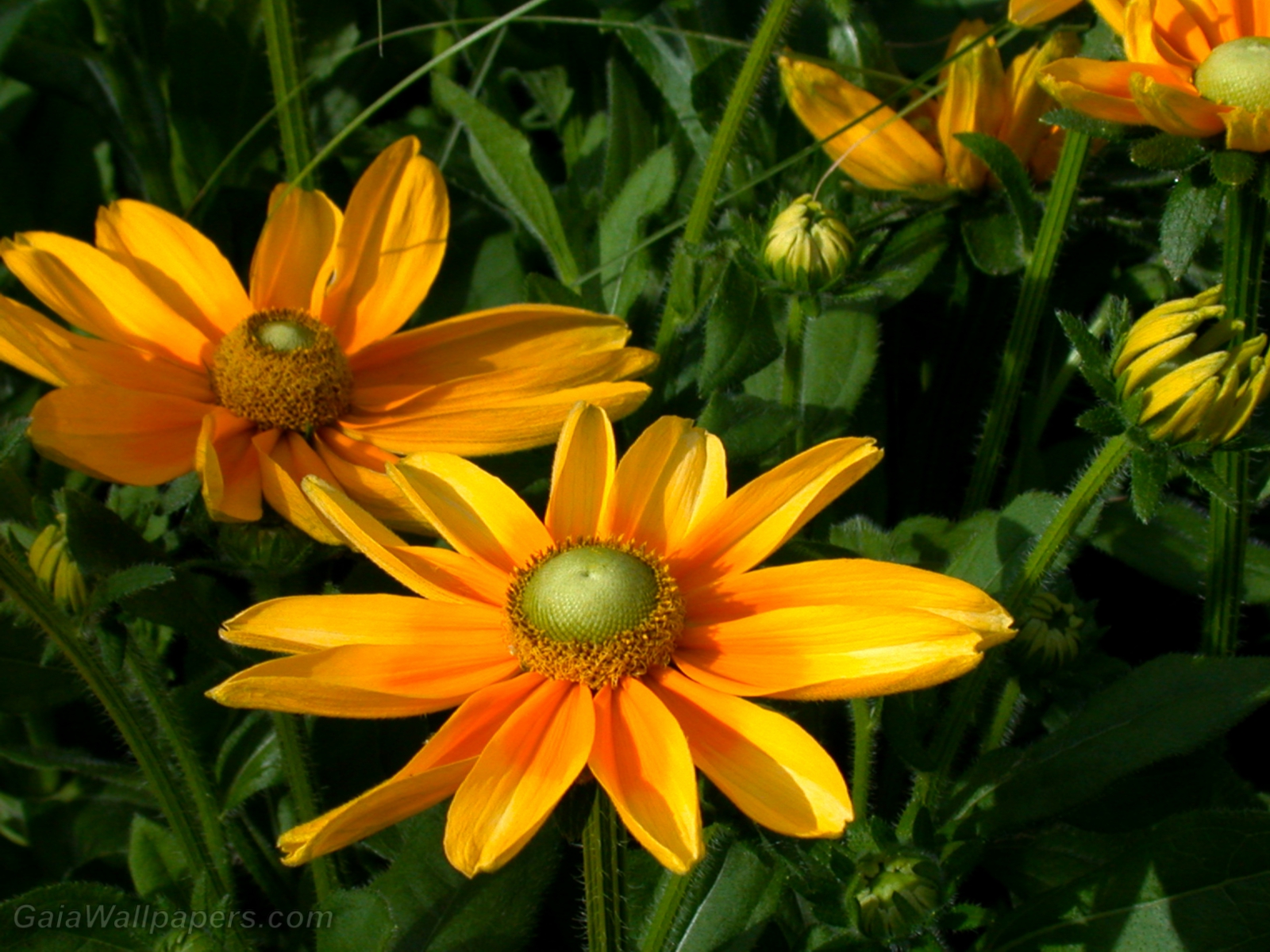 Bright flowers like suns - Free desktop wallpapers