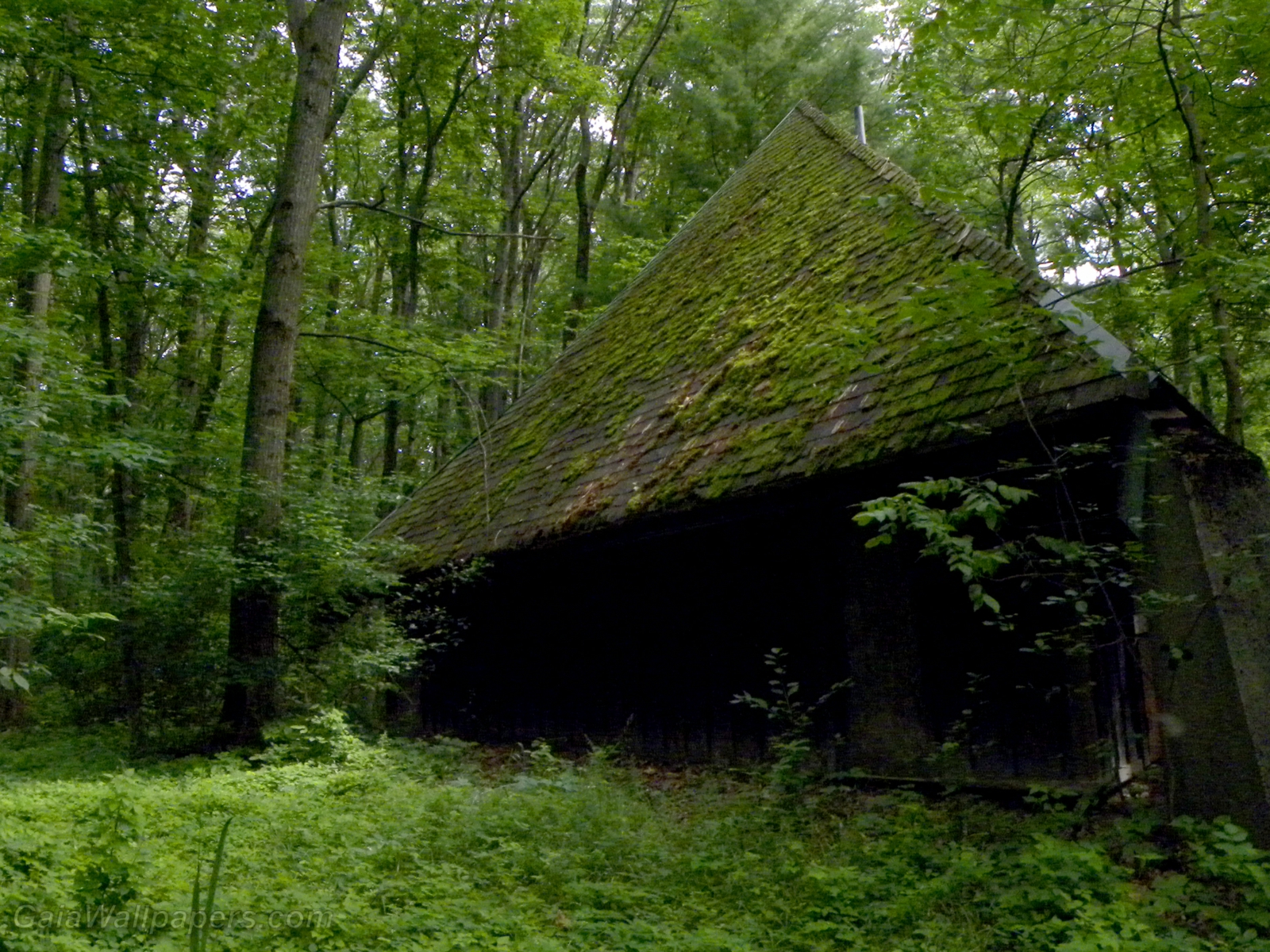 Vieux refuge abandonné dans la forêt - Fonds d'écran gratuits