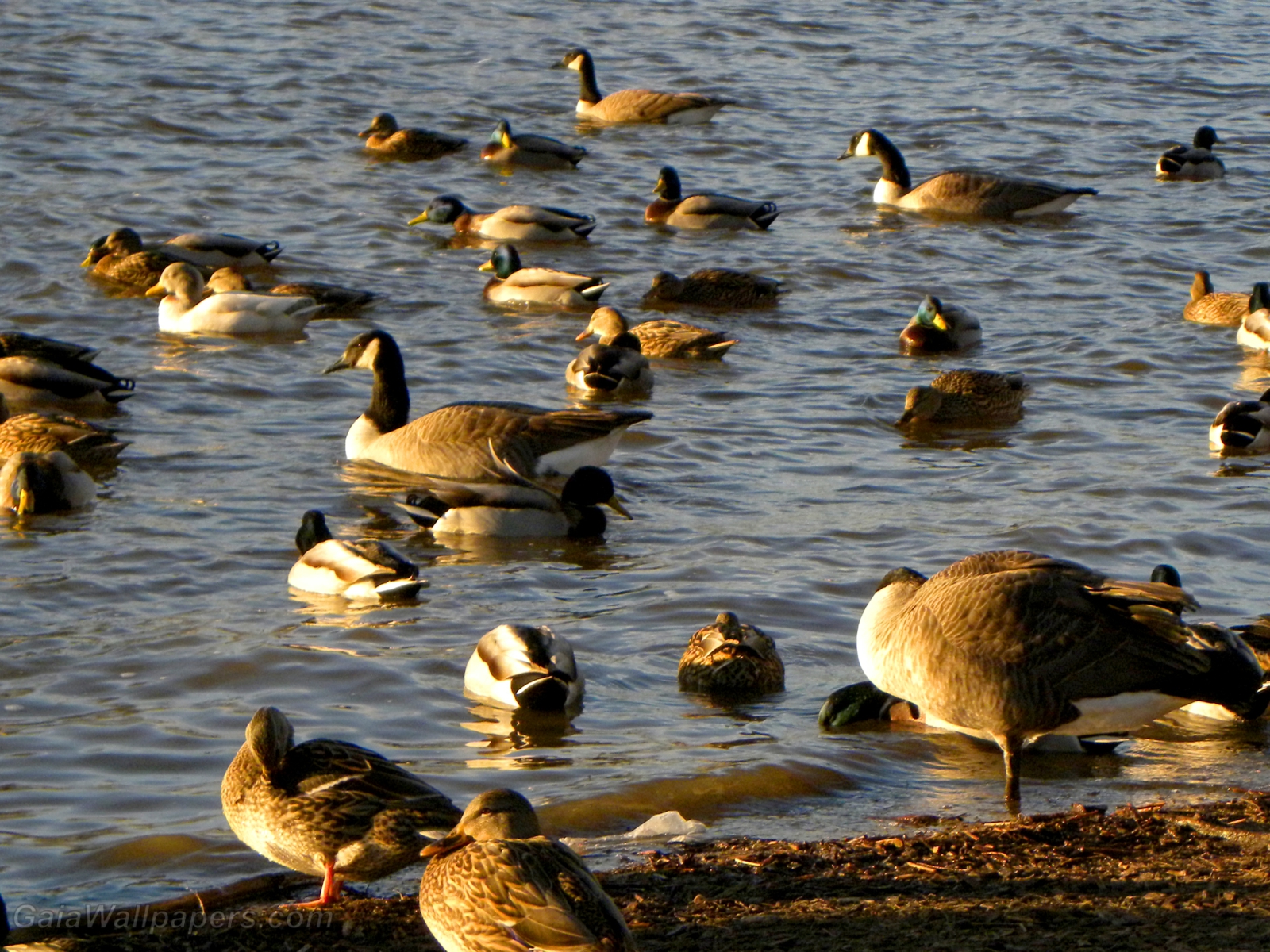 Geese and ducks relaxing during their migration - Free desktop wallpapers