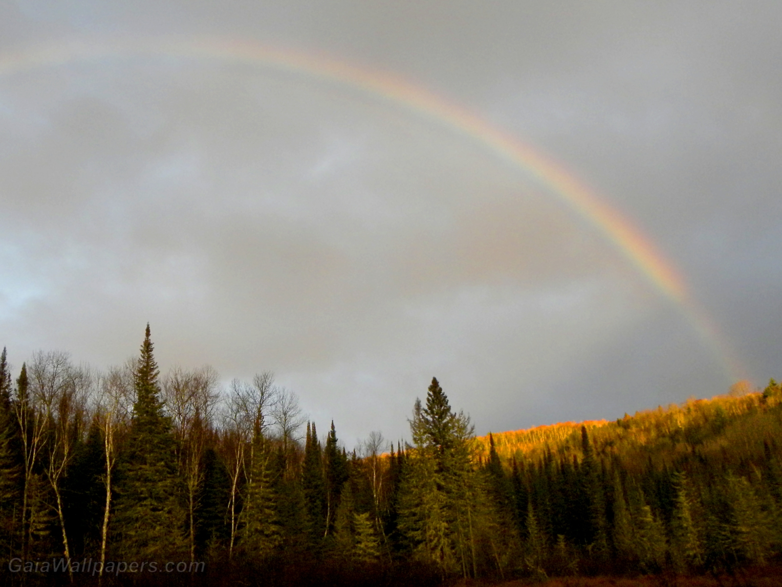 Morning rainbow over the autumnal forest - Free desktop wallpapers