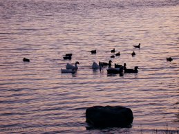 Oiseaux d'eau au coucher du soleil fonds d'écran gratuits