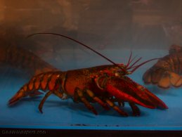 Lobsters waiting to be choosen desktop wallpapers