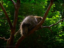 Porcupine in a tree desktop wallpapers