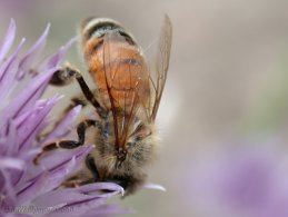 Bee gathering nectar desktop wallpapers