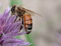 Bee gathering nectar desktop wallpapers