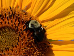 Bumblebee gathering nectar in a Sunflower desktop wallpapers
