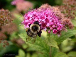 Bumblebee gathering nectar desktop wallpapers