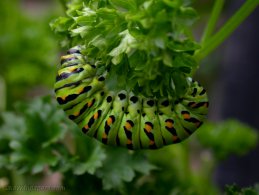 Green caterpillar hanging on a plant desktop wallpapers