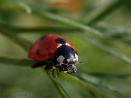 Climbing ladybird desktop wallpapers
