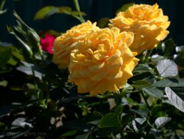 Roses jaunes fonds d'écran gratuits