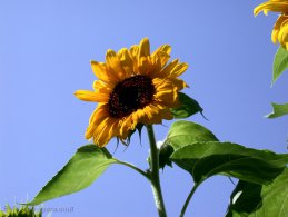 Sunflower rising towards the sky desktop wallpapers