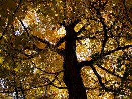 Autumn maple desktop wallpapers