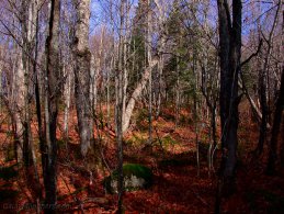 Forest denuded of leaves in autumn desktop wallpapers