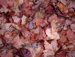Floor covered with dead leaves desktop wallpapers