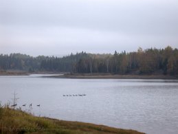 Group of Canada Goose relaxing on the lake desktop wallpapers