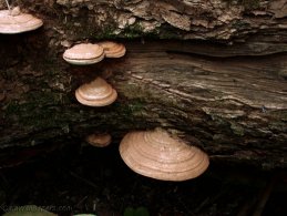 Mushrooms desktop wallpapers