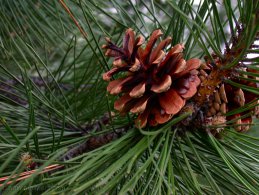 Mature pine cone desktop wallpapers