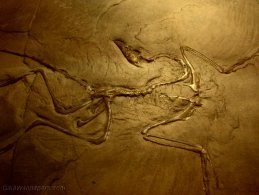 Bird fossil desktop wallpapers