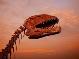 Dinosaures et fossiles fonds d'écran
