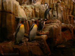 Penguins on the rocks desktop wallpapers