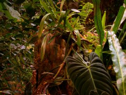 Tropical plants desktop wallpapers