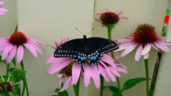 Black butterfly on an echinacea desktop wallpapers
