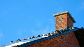 Pigeons warming on a roof in winter desktop wallpapers