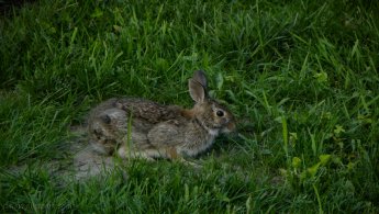 Rabbit in the lawn desktop wallpapers