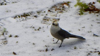 Gray Jay on the snow desktop wallpapers