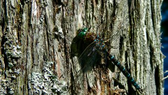 Libellule on bark fonds d'écran gratuits