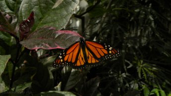 Papillon Monarque fonds d'écran gratuits