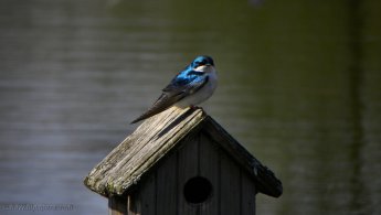 Tree Swallow perched on a birdhouse desktop wallpapers