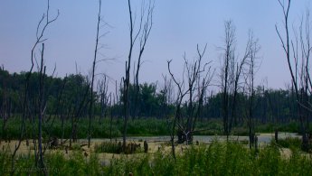 Dead trees in the swamp desktop wallpapers