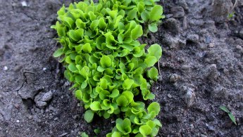 Salad growing in the garden desktop wallpapers