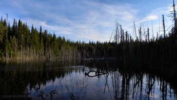 Lac d'arbres morts fonds d'écran gratuits