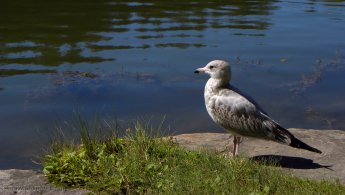 Ring-billed Gull staring at the pond desktop wallpapers