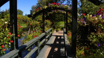 Pont de bois couvert de fleurs fonds d'écran gratuits