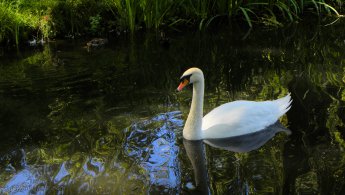 Swan swimming in the pond desktop wallpapers
