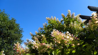 Arbre en fleur découpant le ciel bleu fonds d'écran gratuits